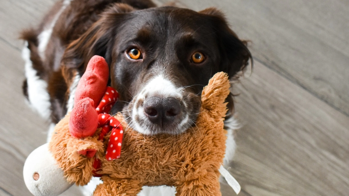 Dog services directory