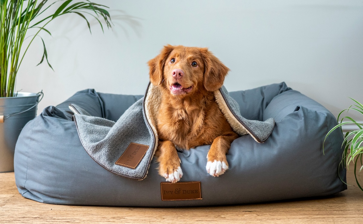 Positive reinforcement dog training: why it works better than punishment