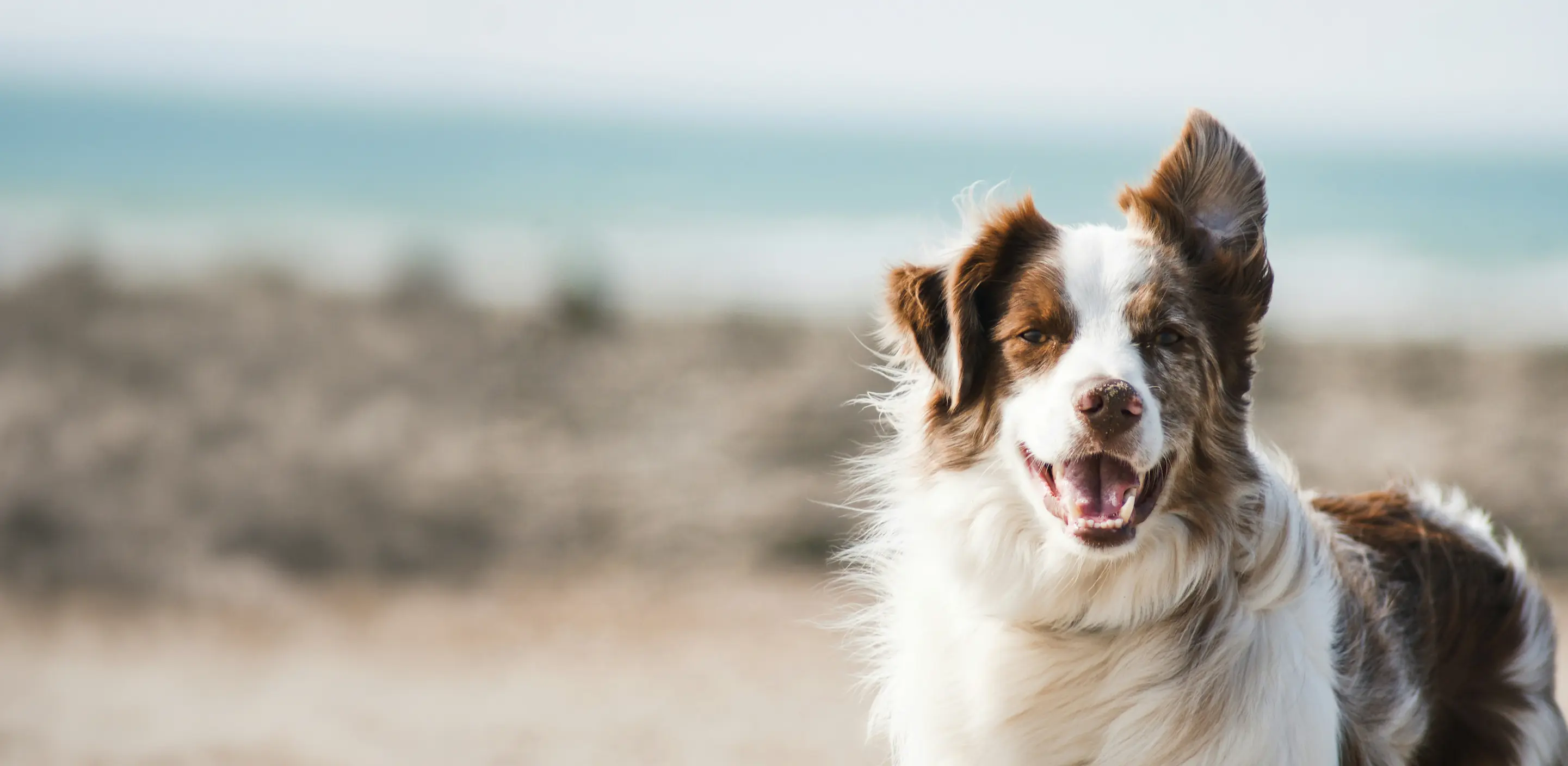A happy brown and white collie on a sunlit Bristol beach with the sea behind