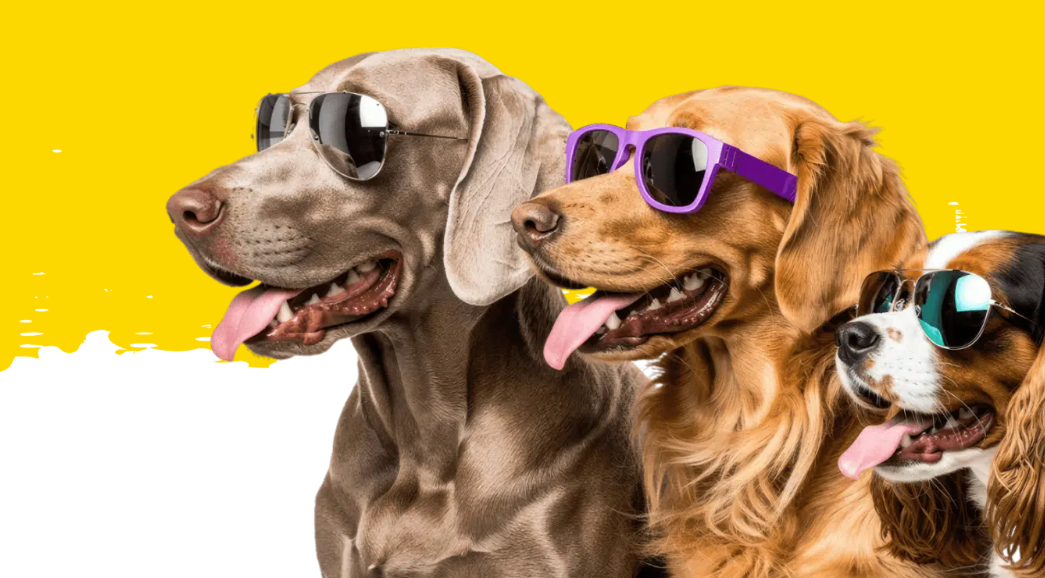 ProDog Beach Fest 2026: everything you need to know